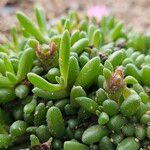 Mesembryanthemum nodiflorum Hoja