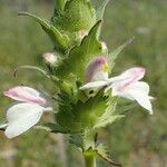 Bellardia trixago Flower