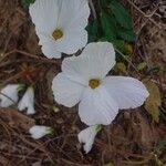 Eureiandra leucantha Flor