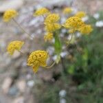 Bupleurum ranunculoides Flower