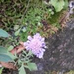 Scabiosa columbariaBlodyn