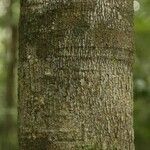 Himatanthus bracteatus Bark