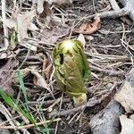 Podophyllum peltatum Lapas