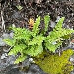 Woodsia alpina Habitus
