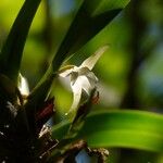 Jumellea triquetra Λουλούδι