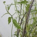 Salix viminalis Leaf