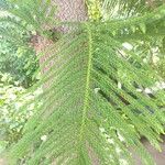 Araucaria nemorosa Hoja