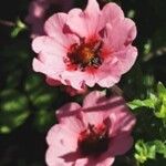 Potentilla nepalensis Flower