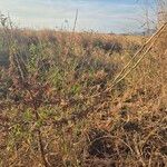 Indigofera arrecta Folha