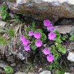 Primula hirsuta Cvet