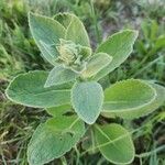 Verbascum phlomoidesBlatt