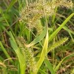 Setaria verticillata Flor