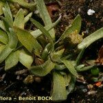 Gnaphalium supinum Inny