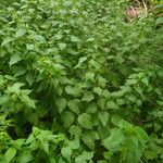 Urtica morifolia Feuille