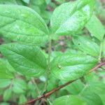 Philadelphus hirsutus Hoja