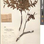 Zanthoxylum pilosiusculum Other