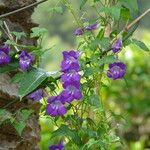 Maurandya barclayana Hoja