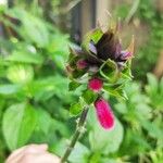 Salvia oxyphora Flor