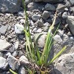 Tofieldia calyculata Bloem