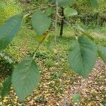 Frangula alnus Leaf