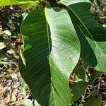 Palicourea rigida Leaf
