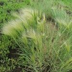 Hordeum jubatum Blatt