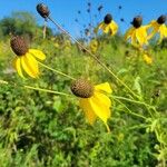 Ratibida pinnata Blomst