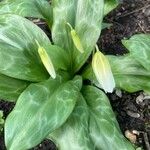 Erythronium oregonum ഇല