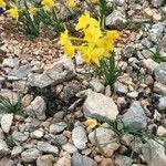 Narcissus assoanus Flors