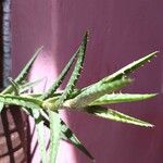 Aloe arborescensLeaf