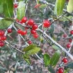 Ilex vomitoria Fruit