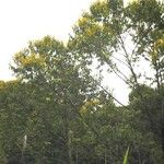 Vochysia ferruginea Habit