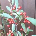 Ilex decidua Flor