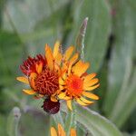 Tephroseris integrifolia Flower