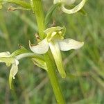 Platanthera chlorantha Λουλούδι