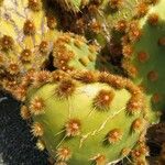 Opuntia aciculata Ліст