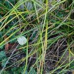 Carex divulsa Folha