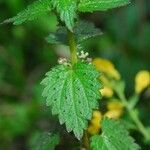 Urtica chamaedryoides Leaf