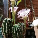 Echinopsis eyriesii Характер