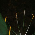 Hymenocallis tubiflora Fleur