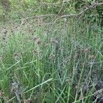 Fuirena pubescens Habit