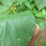 Rubus platyacanthus Otro