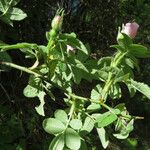 Rosa tomentosa Lapas