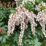 Pieris japonicaBloem