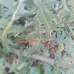Crepis foetida Likasa