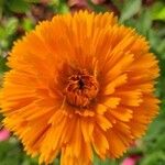 Calendula officinalisFlower