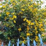 Fremontodendron californicum Blomst