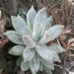 Pachyphytum compactum Hostoa