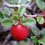 Cotoneaster cochleatus Diğer