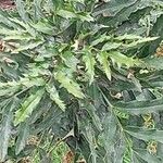 Mahonia fortunei Leaf